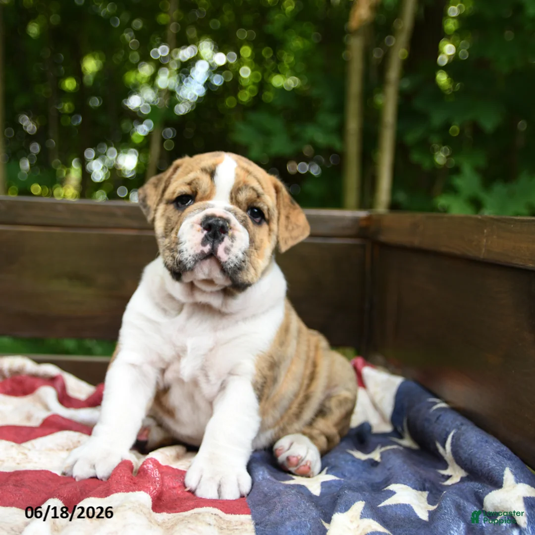 Olde English Bulldogge dogs for sale: Sally - Ad 1