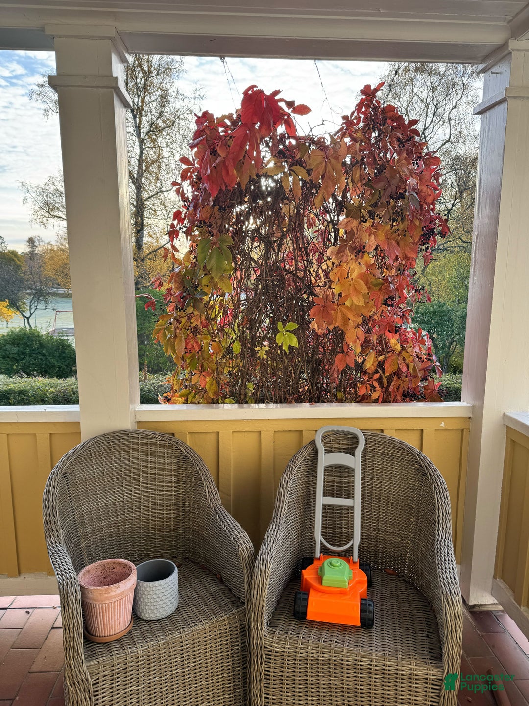 Mini Goldendoodle dogs for sale: Eden - Ad 14