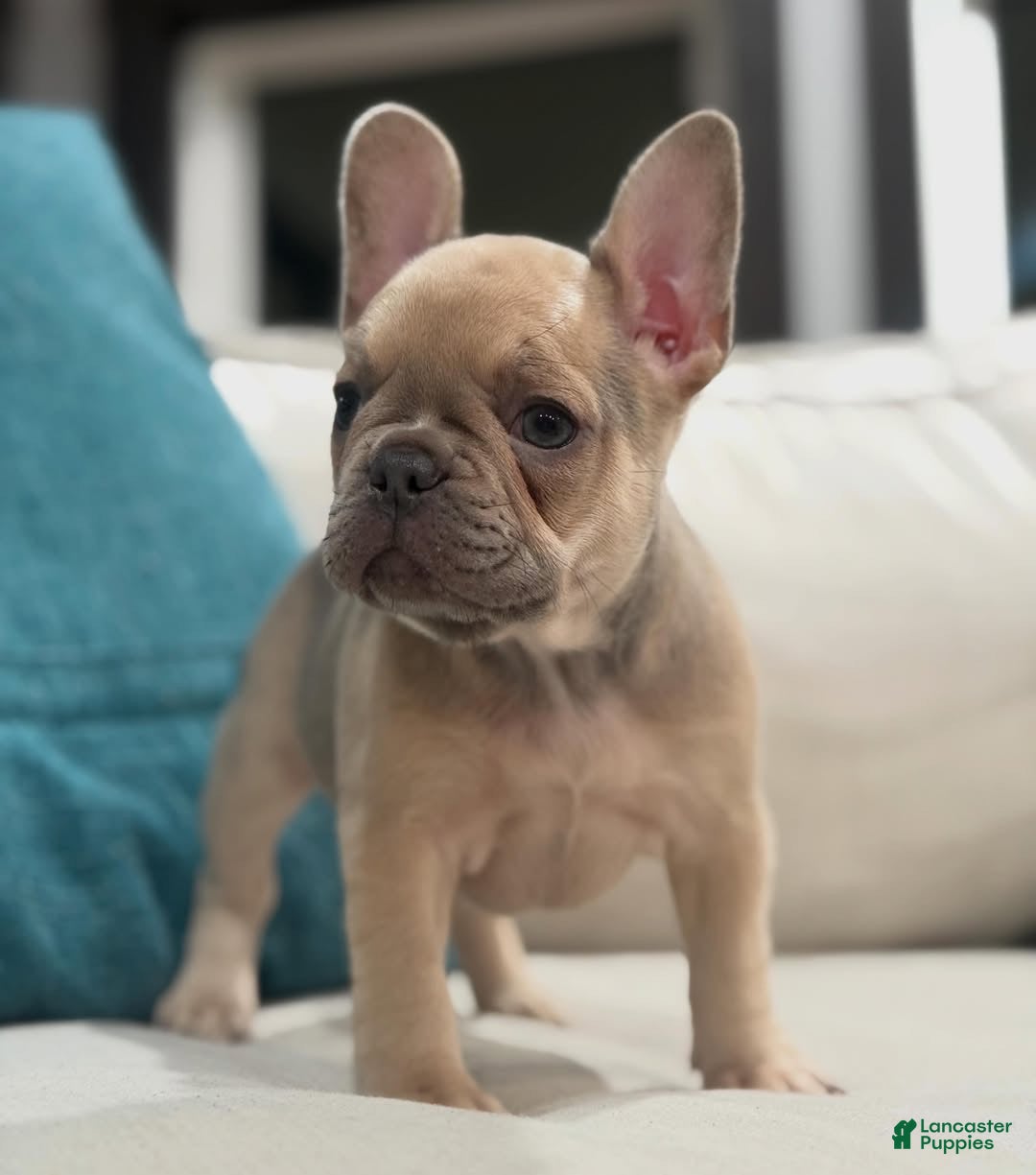 French Bulldog dogs for sale: French Bulldog 5 - Ad 11