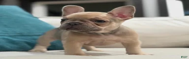 French Bulldog 5