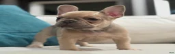 French Bulldog dogs for sale: French Bulldog 5 - Ad 1