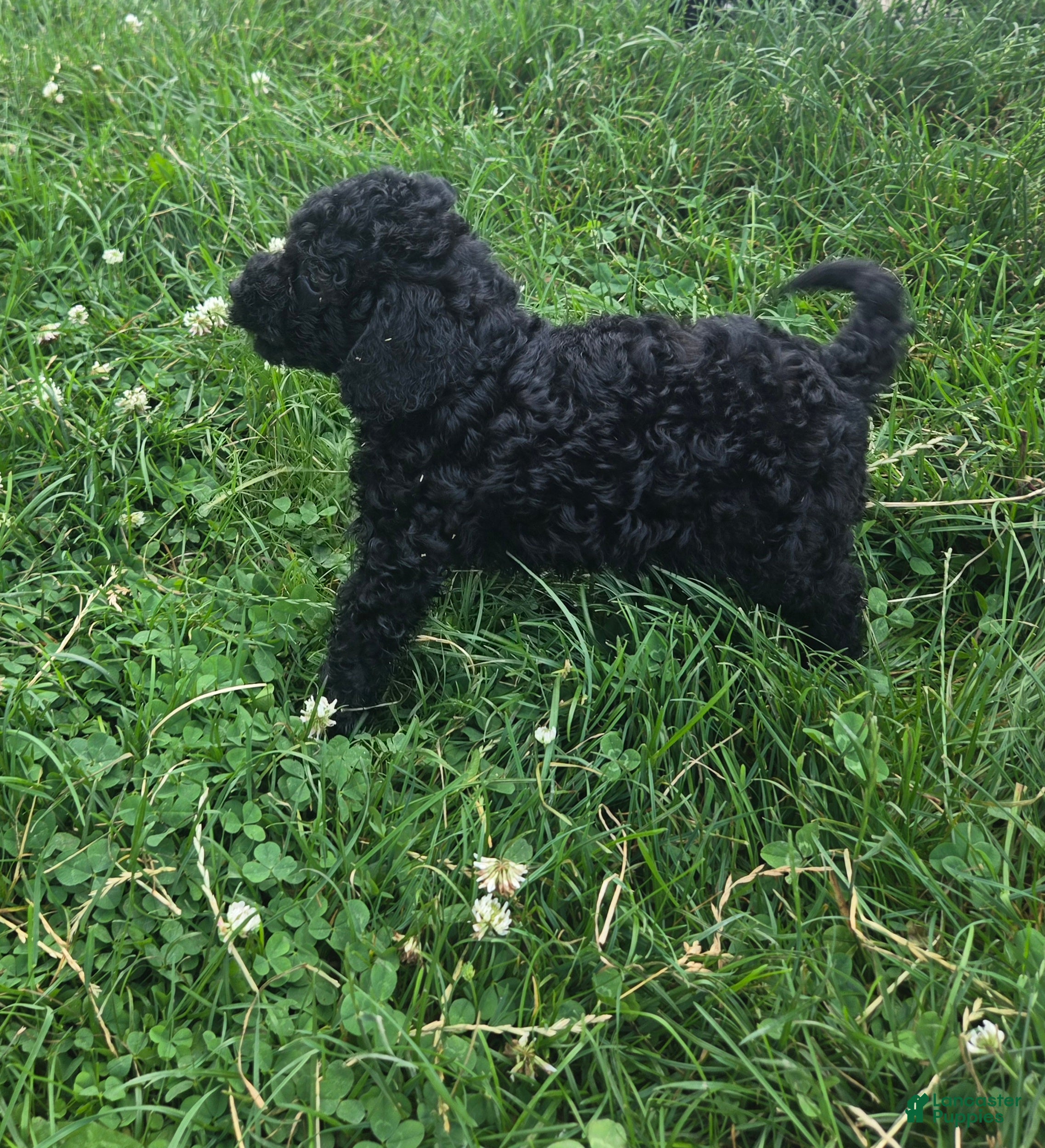 Cavapoo dogs Winston - Ad 2