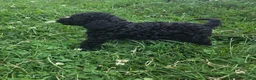 Cavapoo dogs for sale: Winston - Ad 2