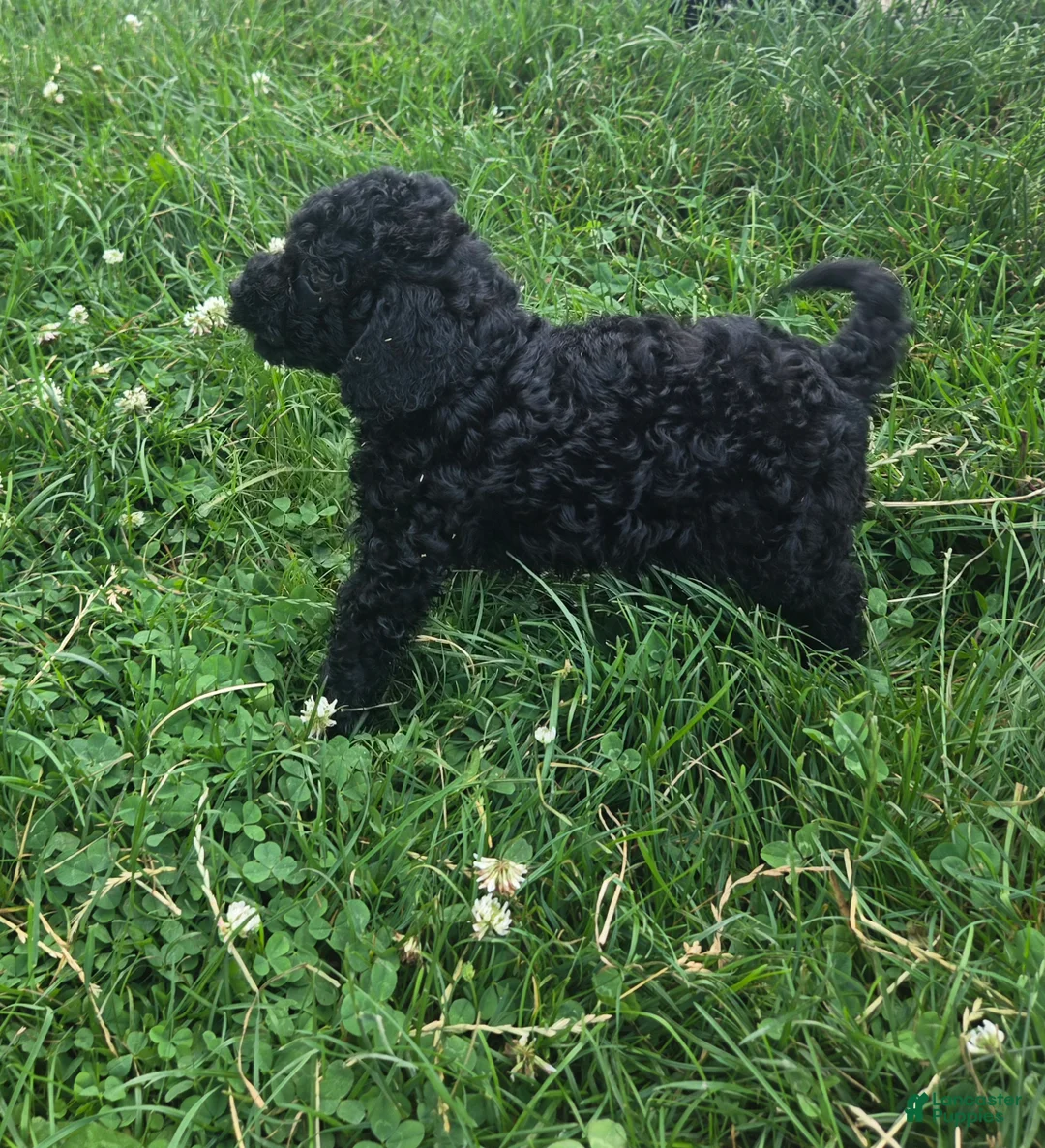 Cavapoo dogs for sale: Winston - Ad 2