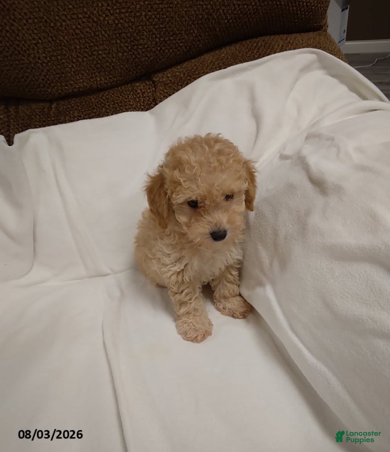 Havapoo dogs Eddie - Ad 2