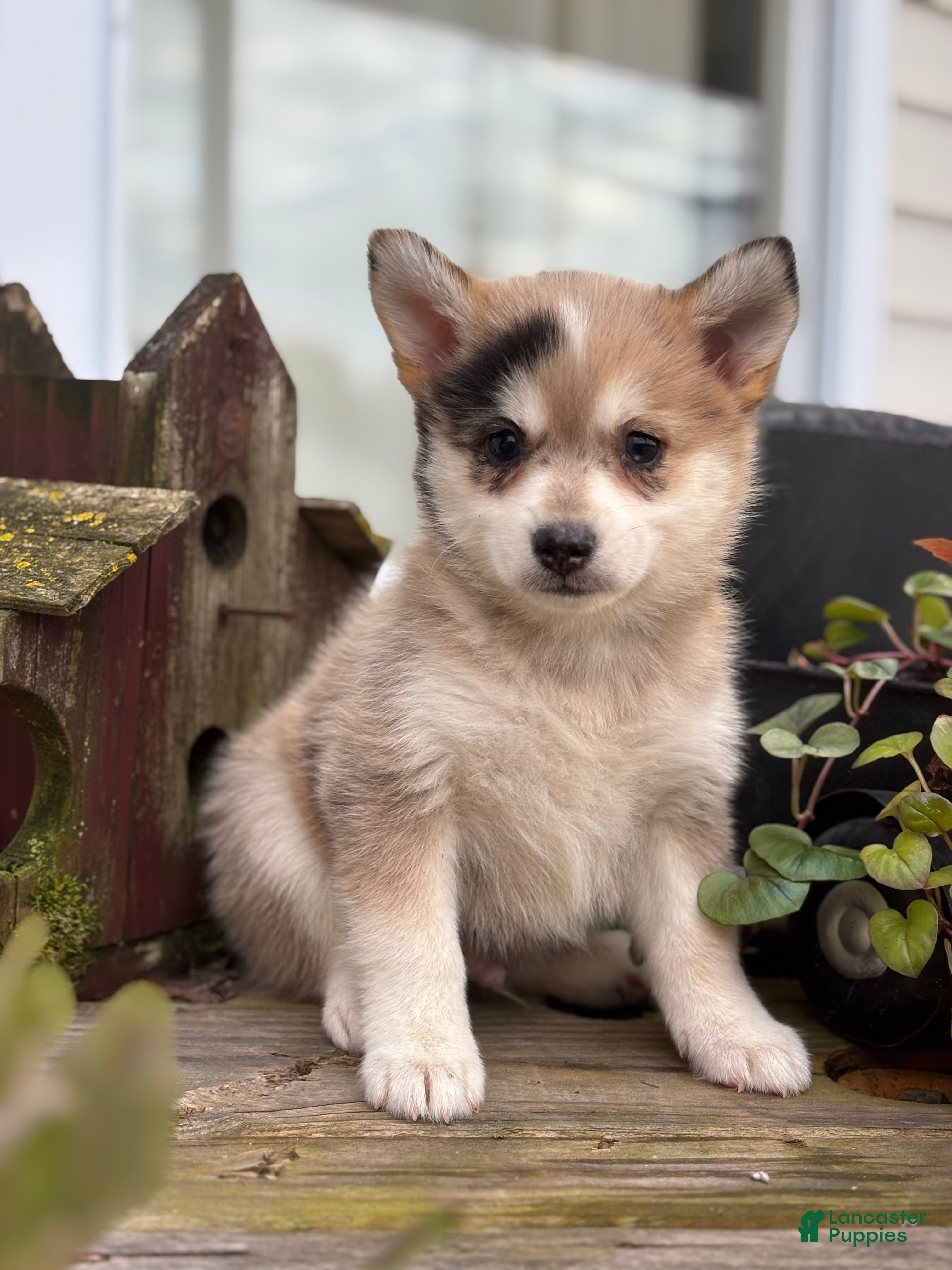 Pomsky dogs Tucker - Ad 3