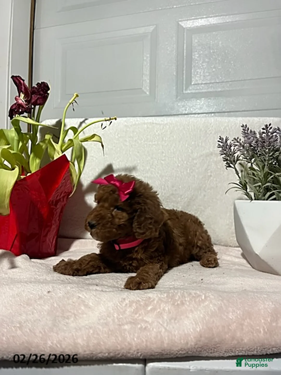 Miniature Poodle dogs for sale: Macy - Ad 5