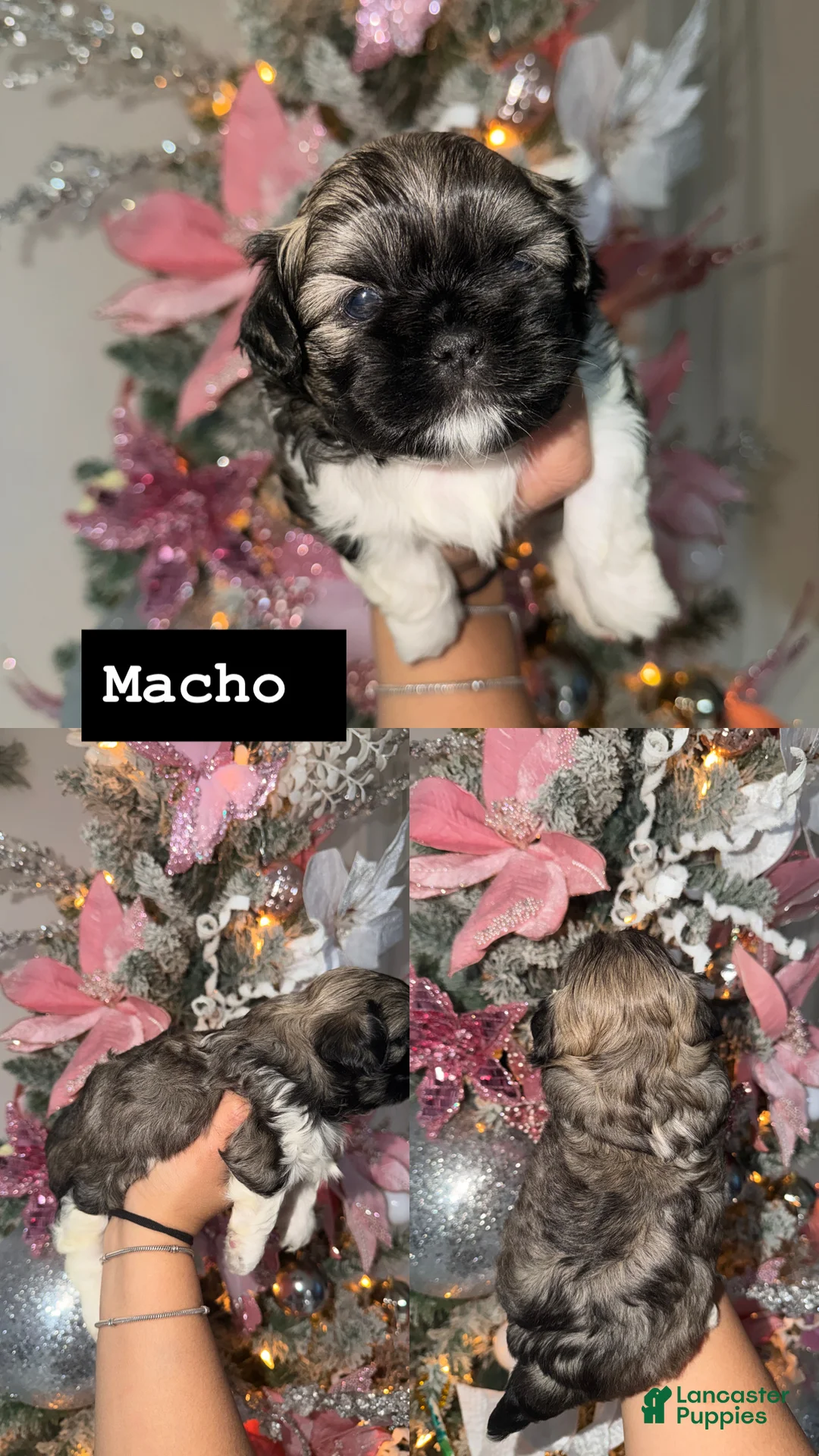 Shih Tzu dogs for sale: Shih Tzu Puppy 4 - Ad 1