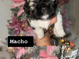 Shih Tzu dogs Shih Tzu Puppy 4 - Ad 27