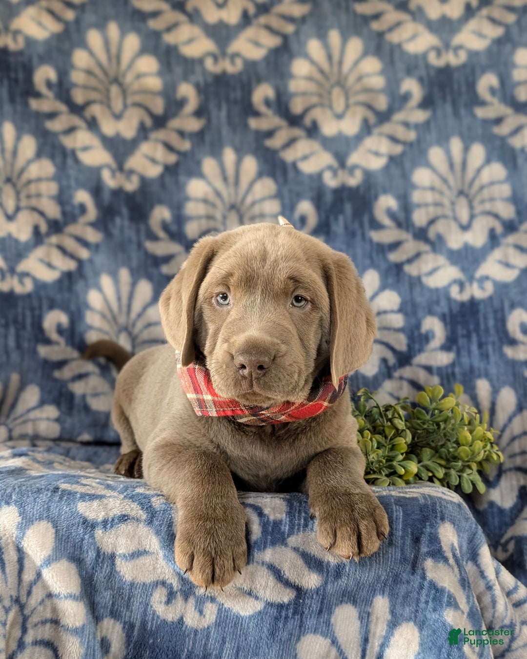 Labrador Retriever dogs for sale: Conroy AKC Silver Lab - Ad 9
