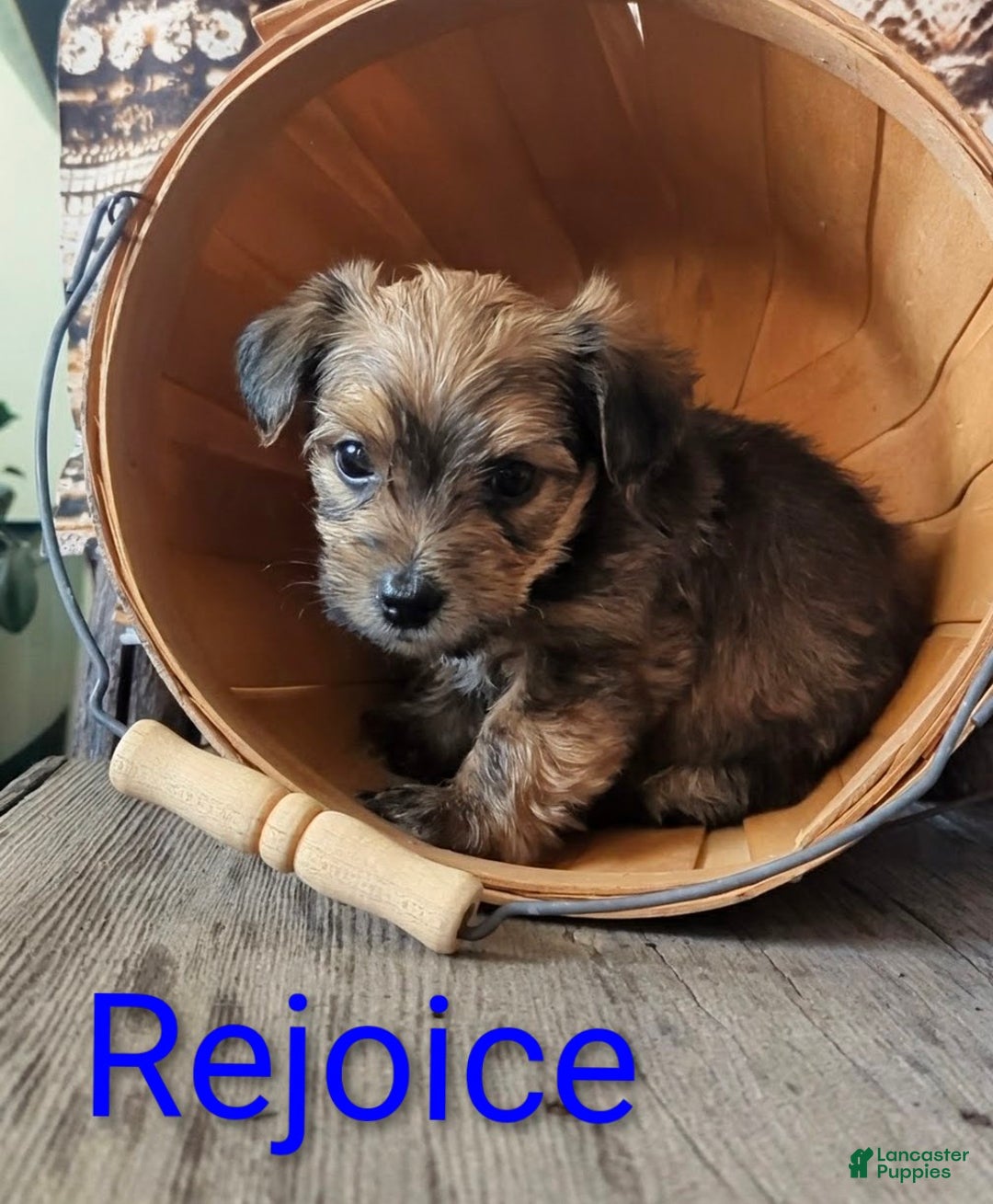 Yorkshire Terrier dogs for sale: Rejoice - Ad 3