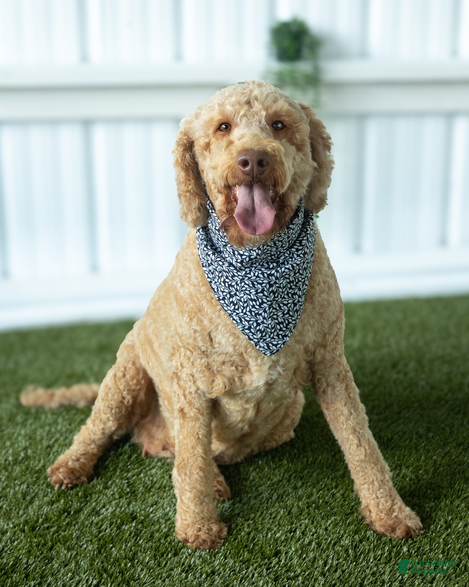 Goldendoodle dogs Rose - Ad 1