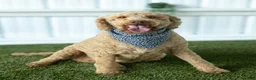 Goldendoodle dogs for sale: Rose - Ad 1