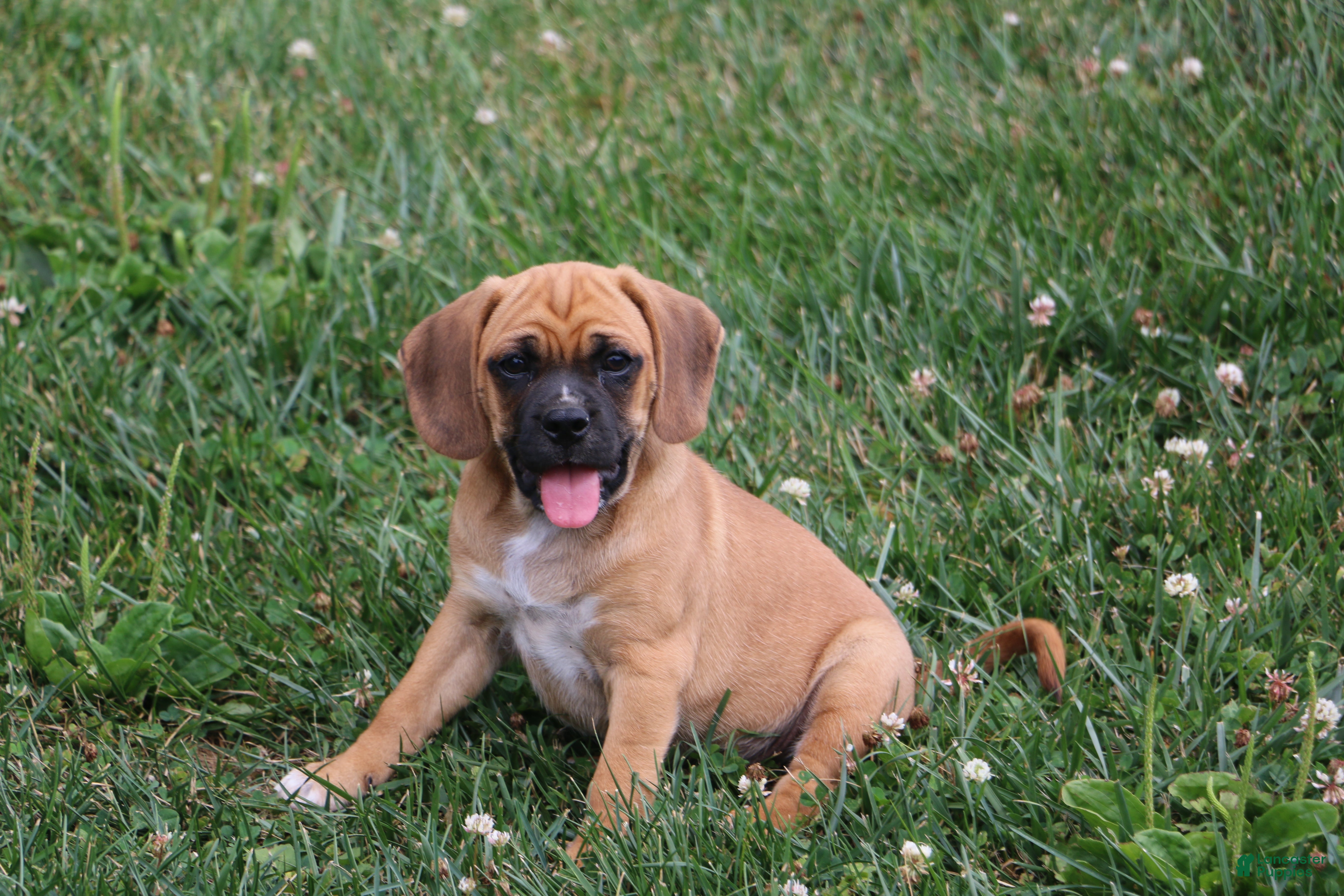 Puggle dogs Buster - Ad 7