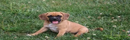 Puggle dogs for sale: Buster - Ad 1