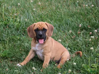 Puggle dogs Buster - Ad 24