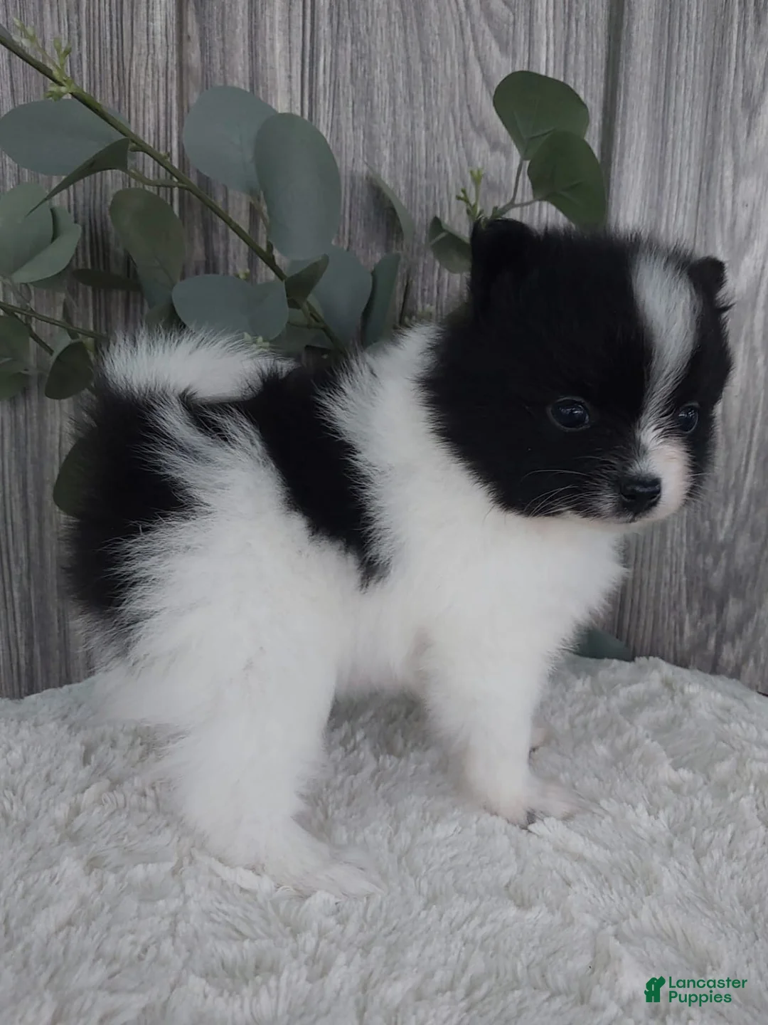 Pomeranian dogs for sale: Lucy - Ad 2