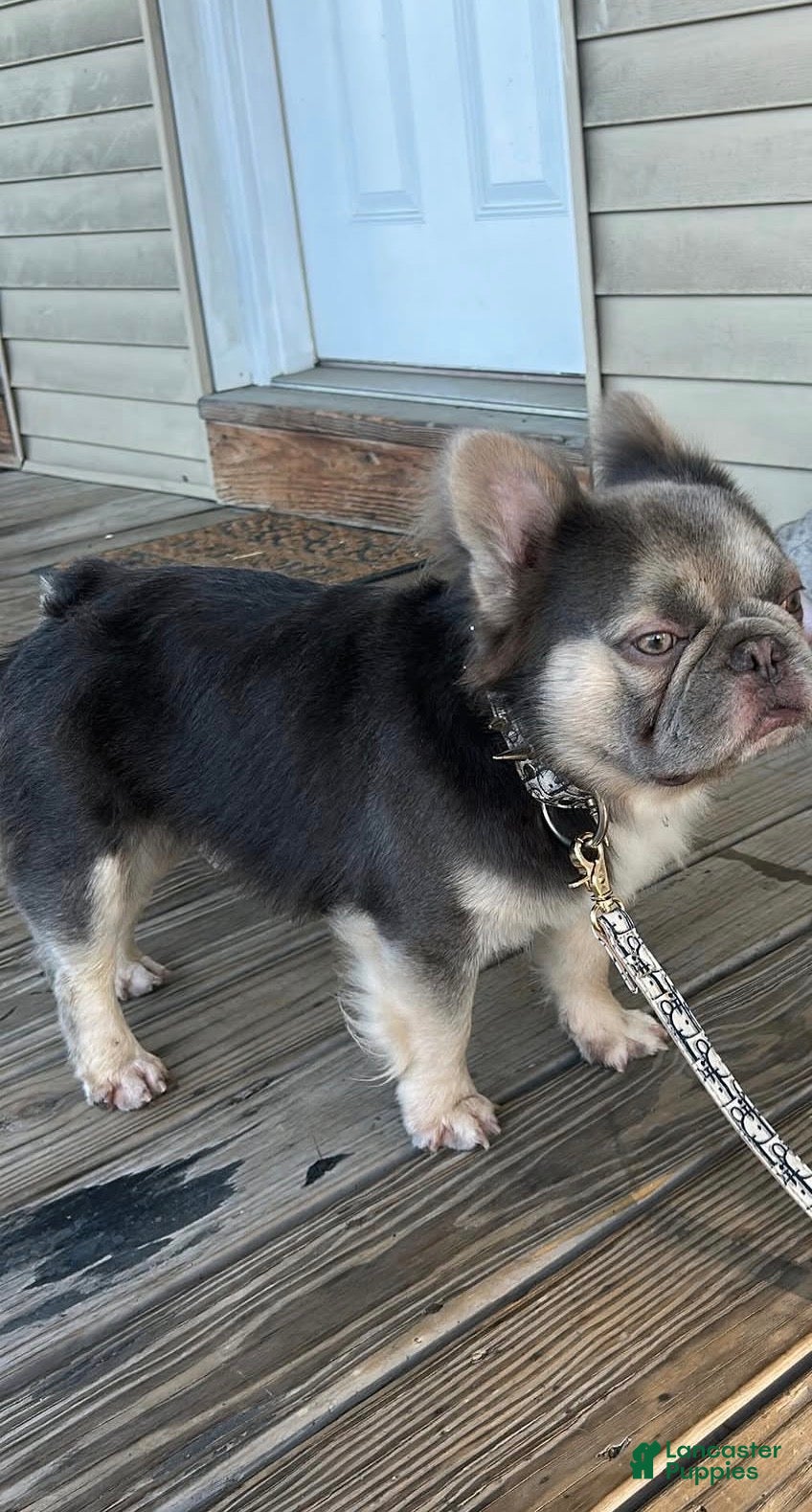 French Bulldog dogs NYC exotic frenchies - Ad 18