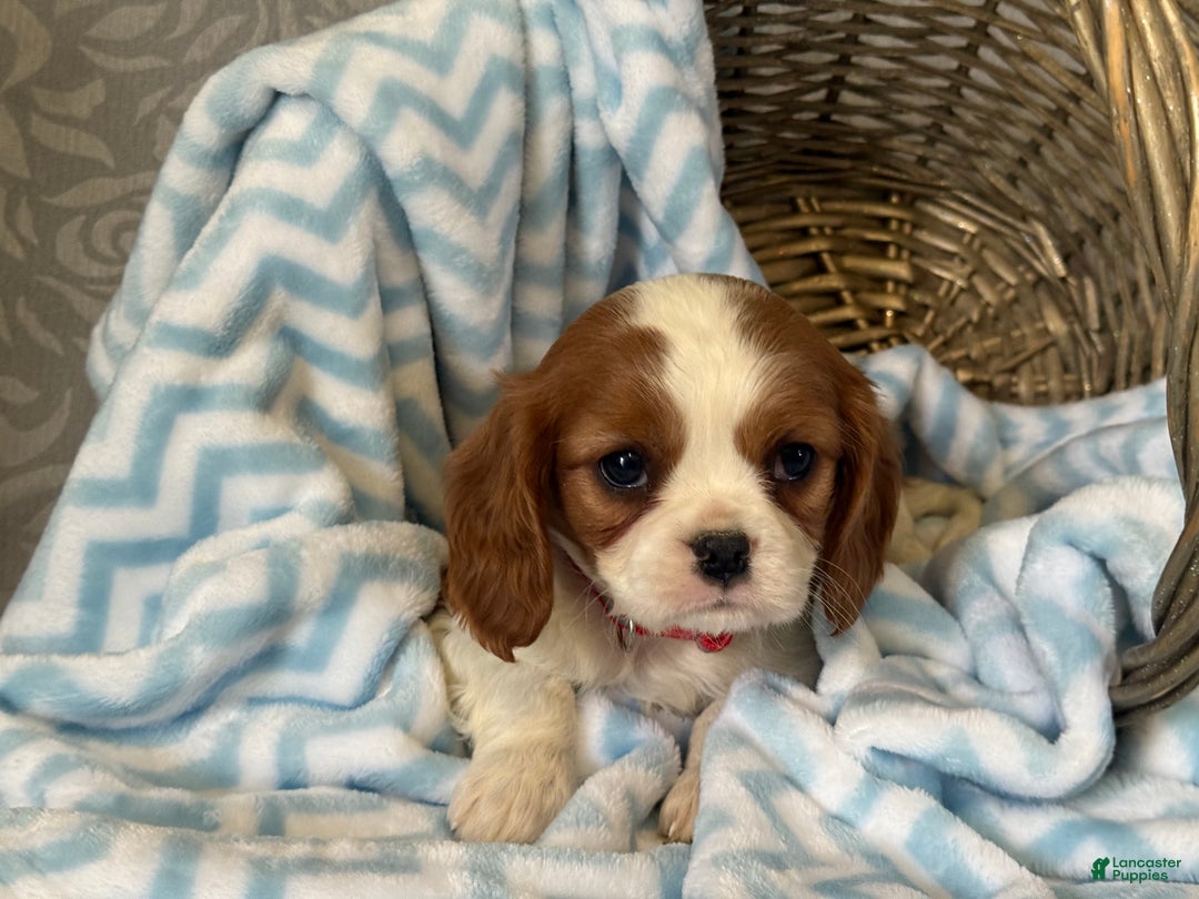 Cavalier King Charles Spaniel dogs for sale: Brayden - Ad 3