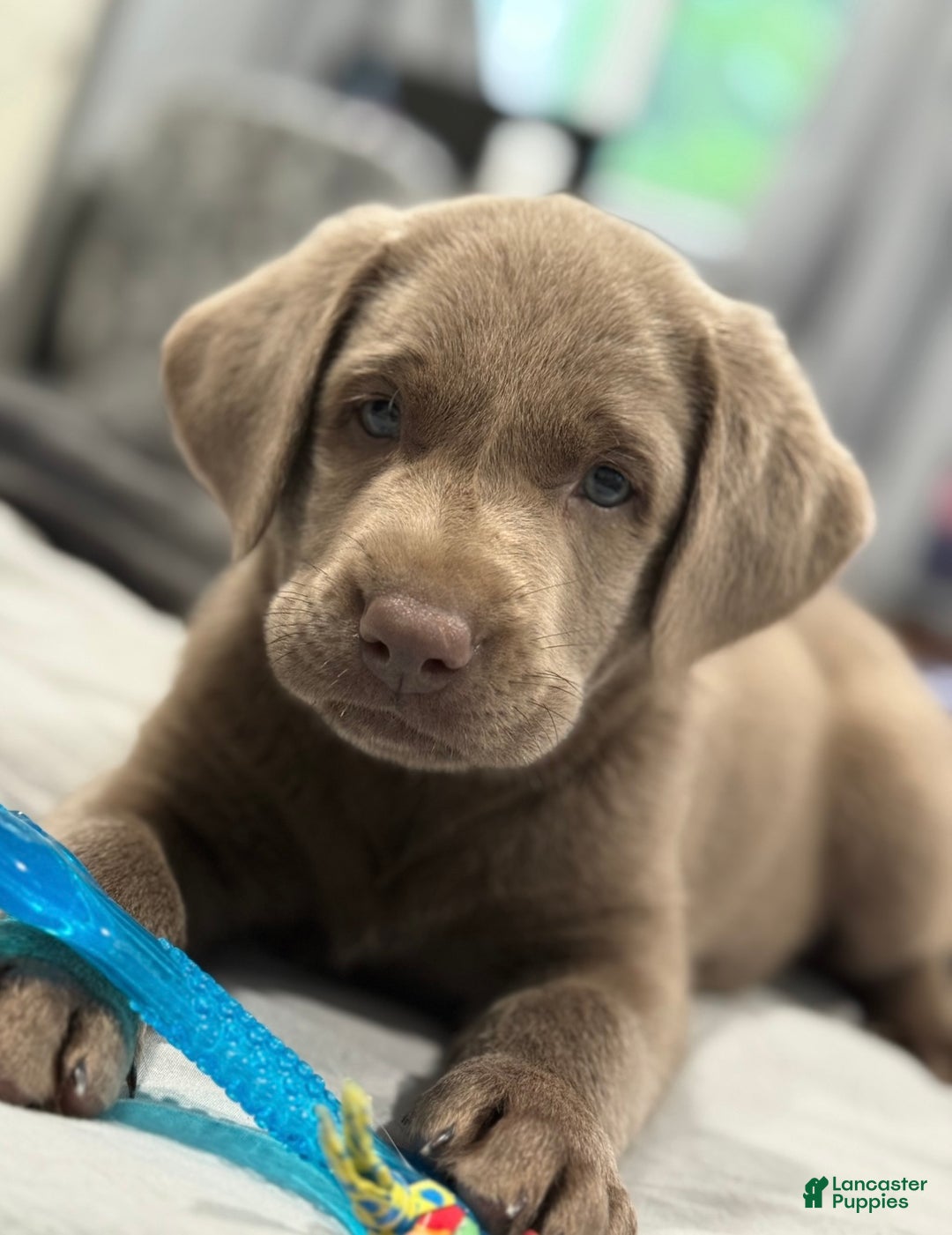 Labrador Retriever dogs for sale: Elsie - Ad 6