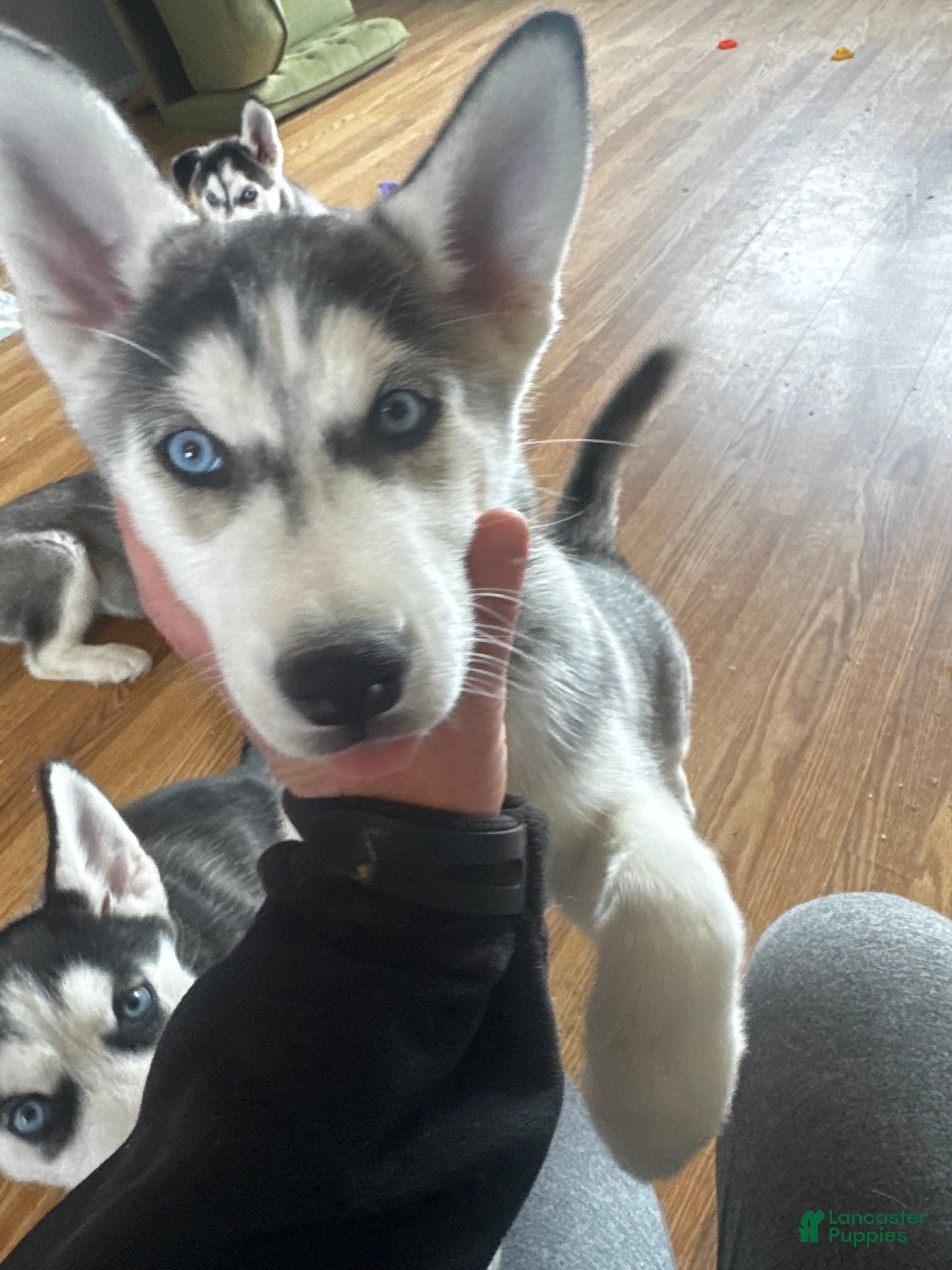 Siberian Husky dogs Siberian Husky Puppy 3 - Ad 1