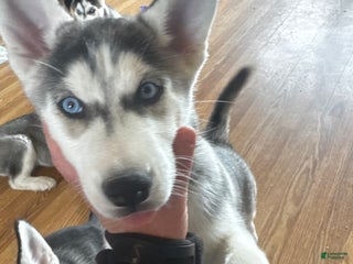 Siberian Husky dogs Siberian Husky Puppy 3 - Ad 38