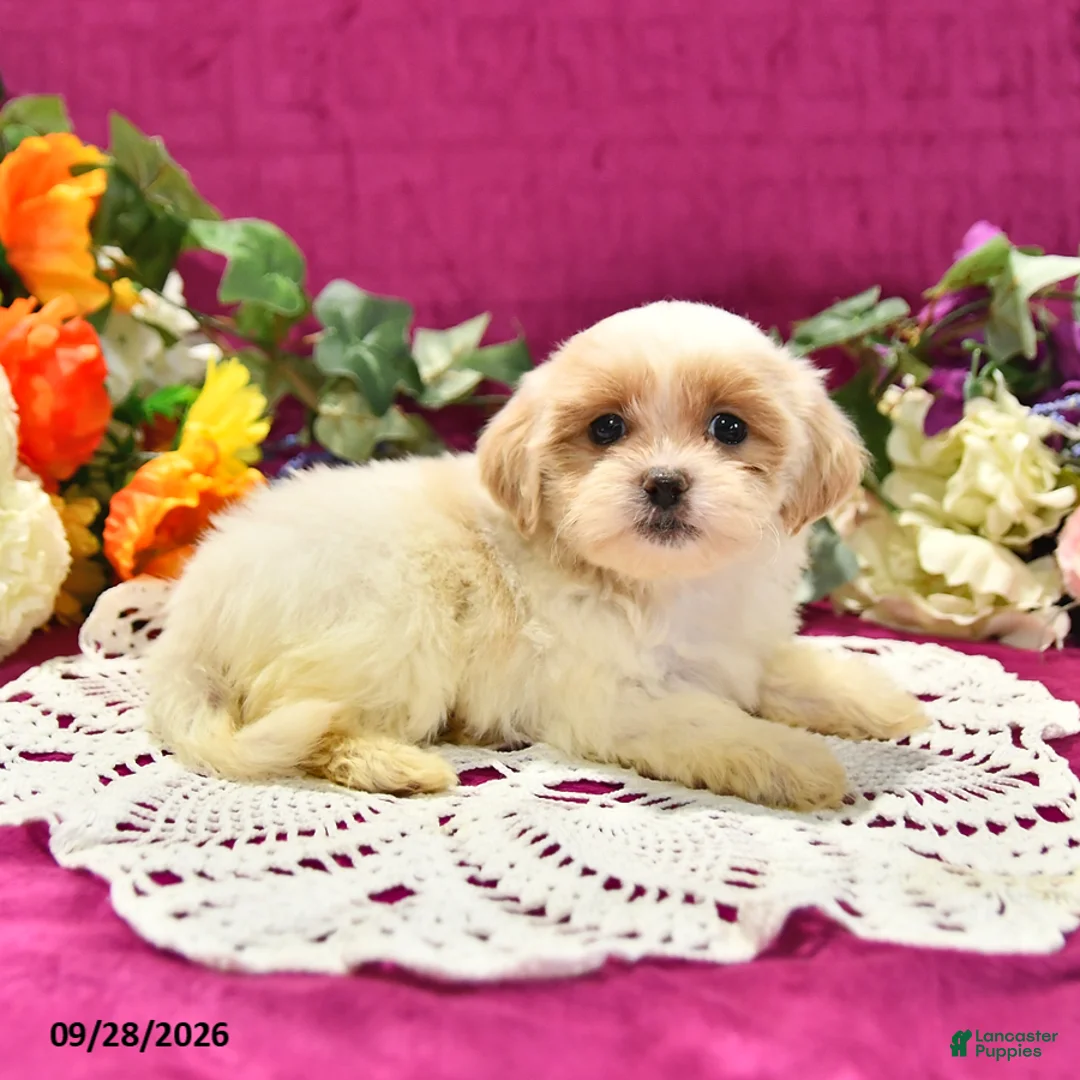Shihpoo dogs for sale: Jetta - Ad 2