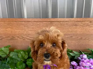 Cavapoo dogs Miss Polly - Ad 20