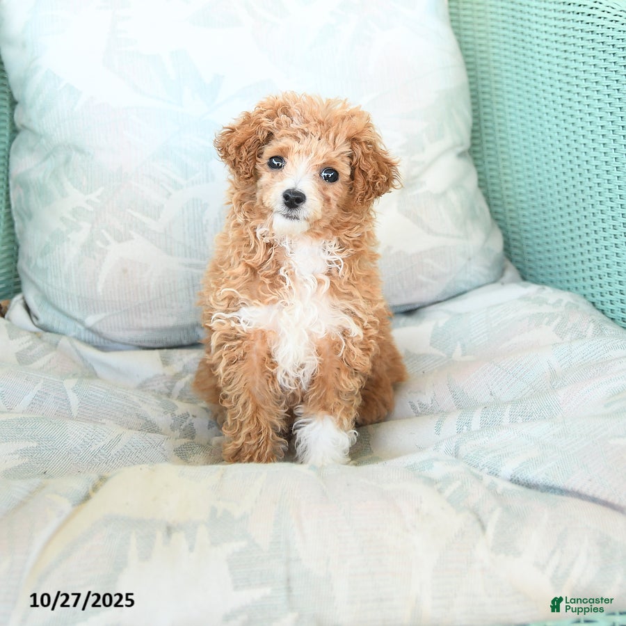 Maltipoo dogs Pumpkin - Ad 3