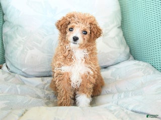 Maltipoo dogs Pumpkin - Ad 26