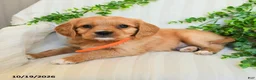 Miniature Golden Retriever dogs for sale: Matt   - Ad 3