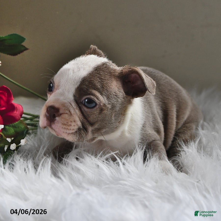 Boston Terrier dogs Sadie - Ad 2