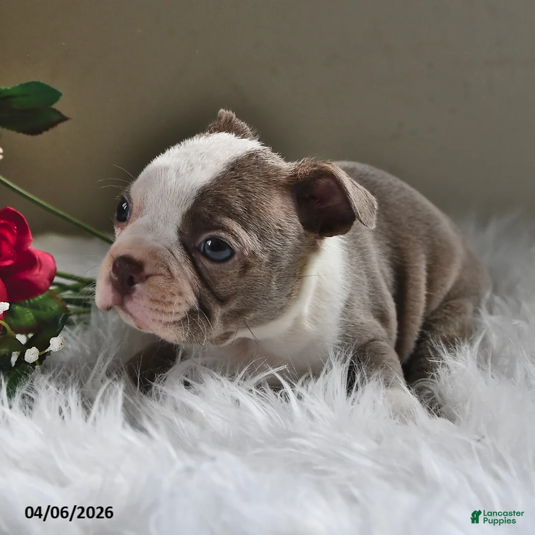 Boston Terrier dogs for sale: Sadie - Ad 2