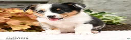 Mixed Breed dogs for sale: Nugget - Ad 3