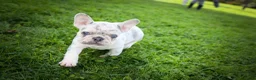French Bulldog dogs for sale: 🐾 Meet Knox — A Happy Little Frenchie with Plenty of Love to Give! 🐾 - Ad 12
