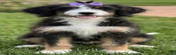 Mini Bernedoodle dogs for sale: Mini Bernedoodle 3 - Ad 1
