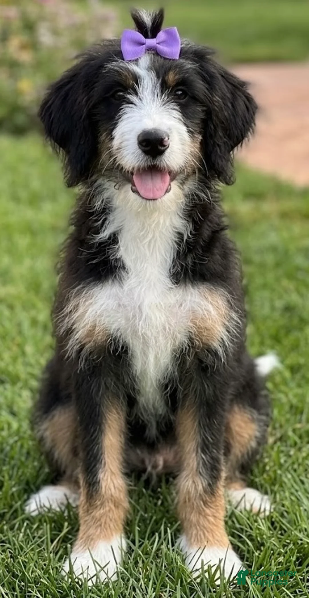 Mini Bernedoodle dogs for sale: Mini Bernedoodle 3 - Ad 1