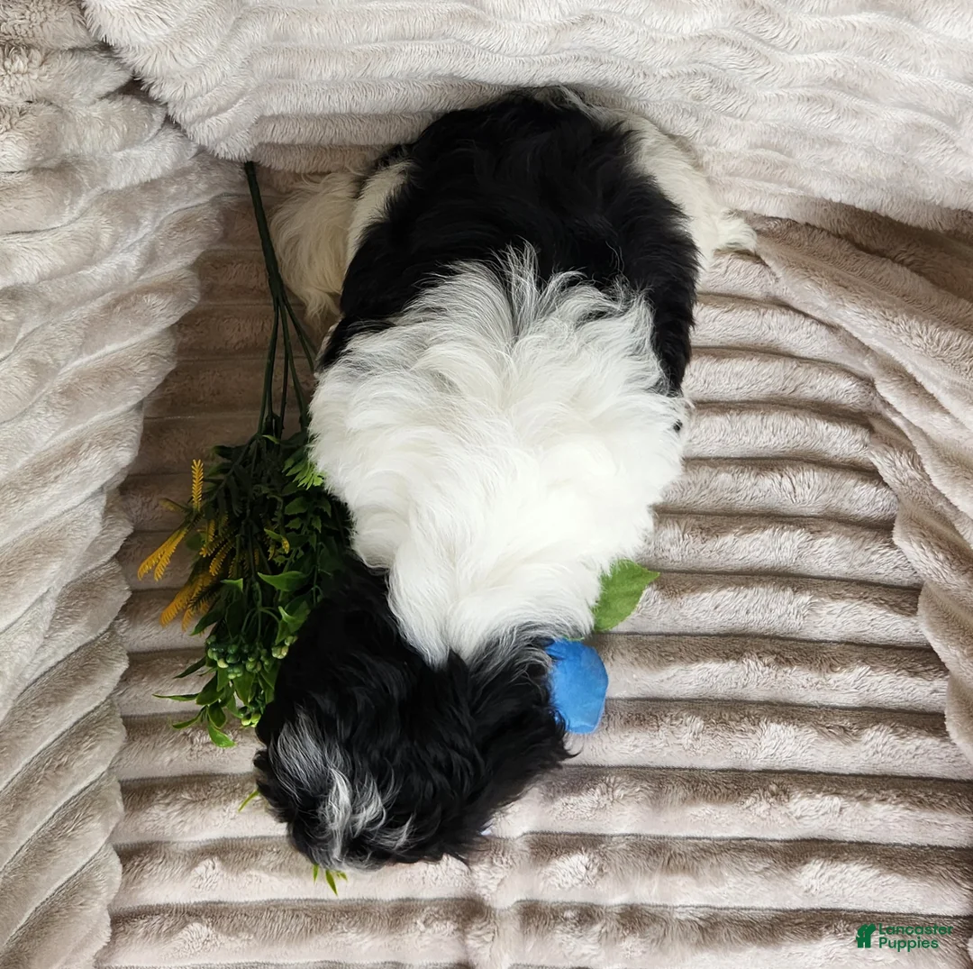 Shihpoo dogs for sale: Carter - Ad 10