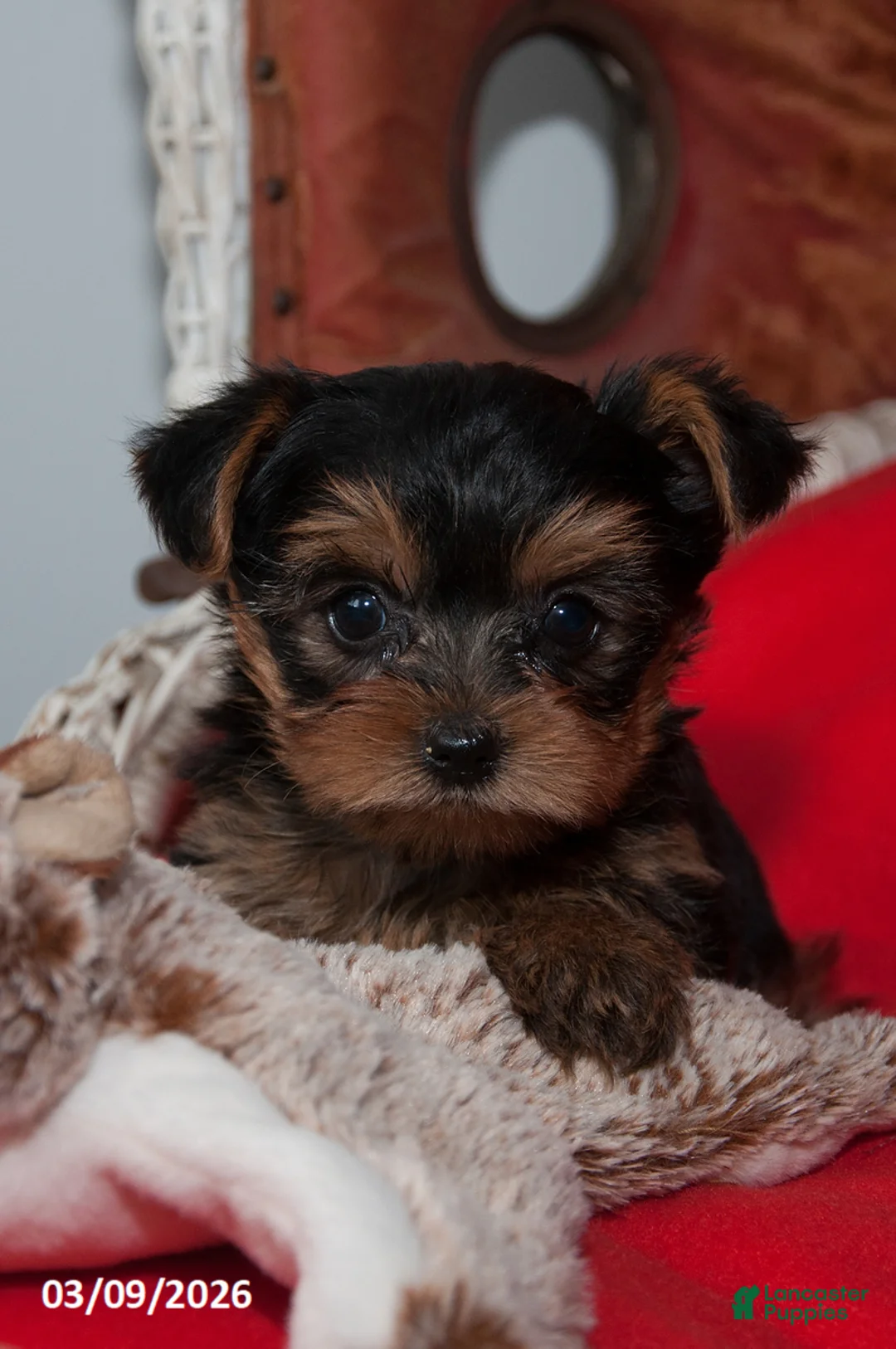 Yorkshire Terrier dogs for sale: Sugar - Ad 2