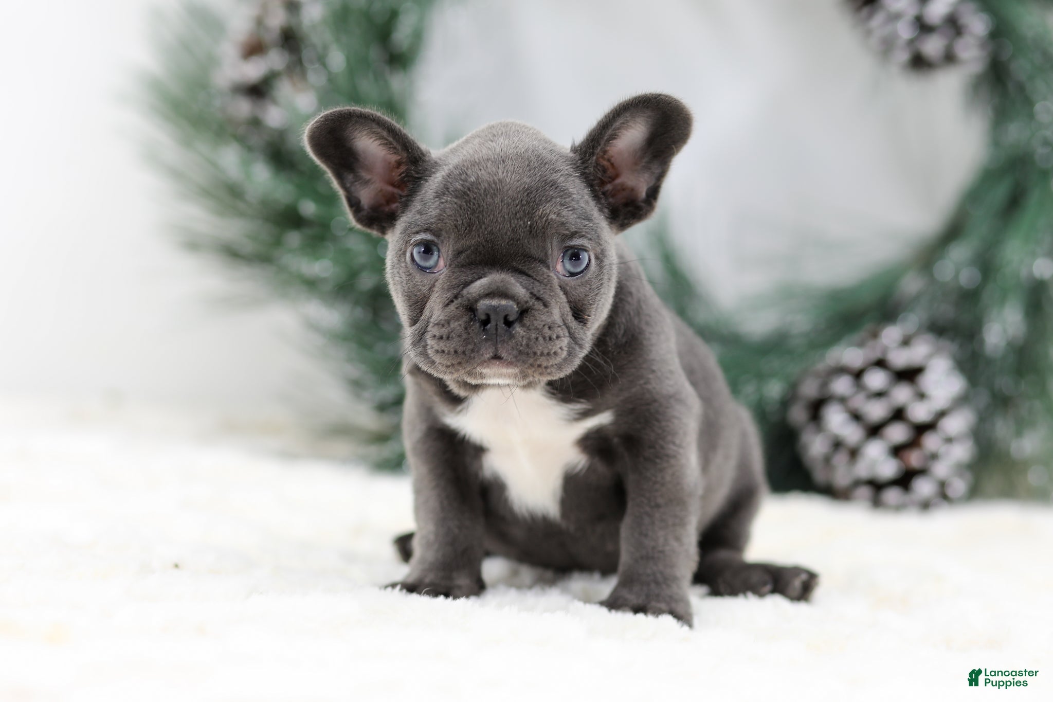 French Bulldog dogs Harper - Ad 8