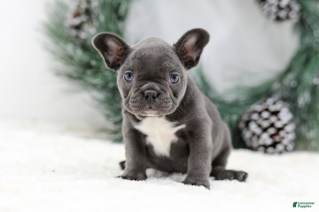 French Bulldog dogs for sale: Harper - Ad 1