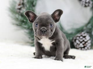 French Bulldog dogs Harper - Ad 8