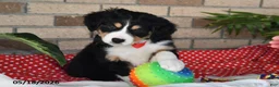 Australian Shepherd dogs for sale: Cooper - Ad 4