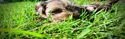 Havapoo dogs for sale: Heavenly - Ad 10