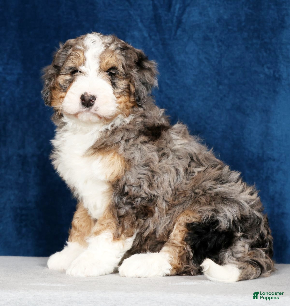 Bernedoodle dogs Jasmine - Ad 1