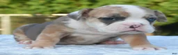 Mixed Breed dogs for sale: Willow mini bulldog hybrid  - Ad 13
