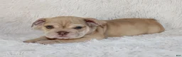 English Bulldog dogs for sale: Karis - Ad 4