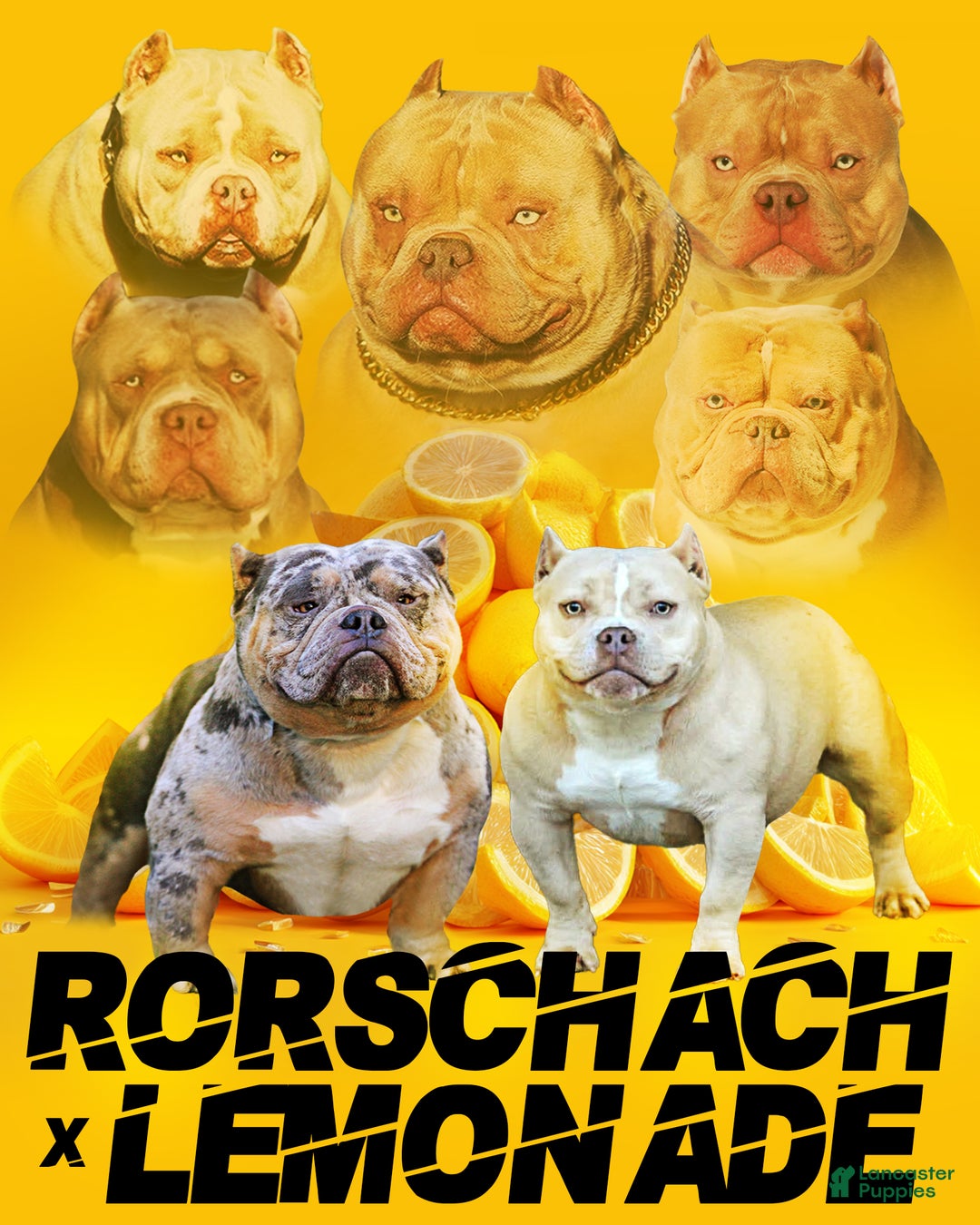 American Bully dogs for sale: Blue Merle Female - Ad 5