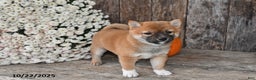 Shiba Inu dogs for sale: Jewel - Ad 8