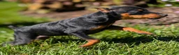 Miniature Pinscher dogs for sale: Flash - Ad 8